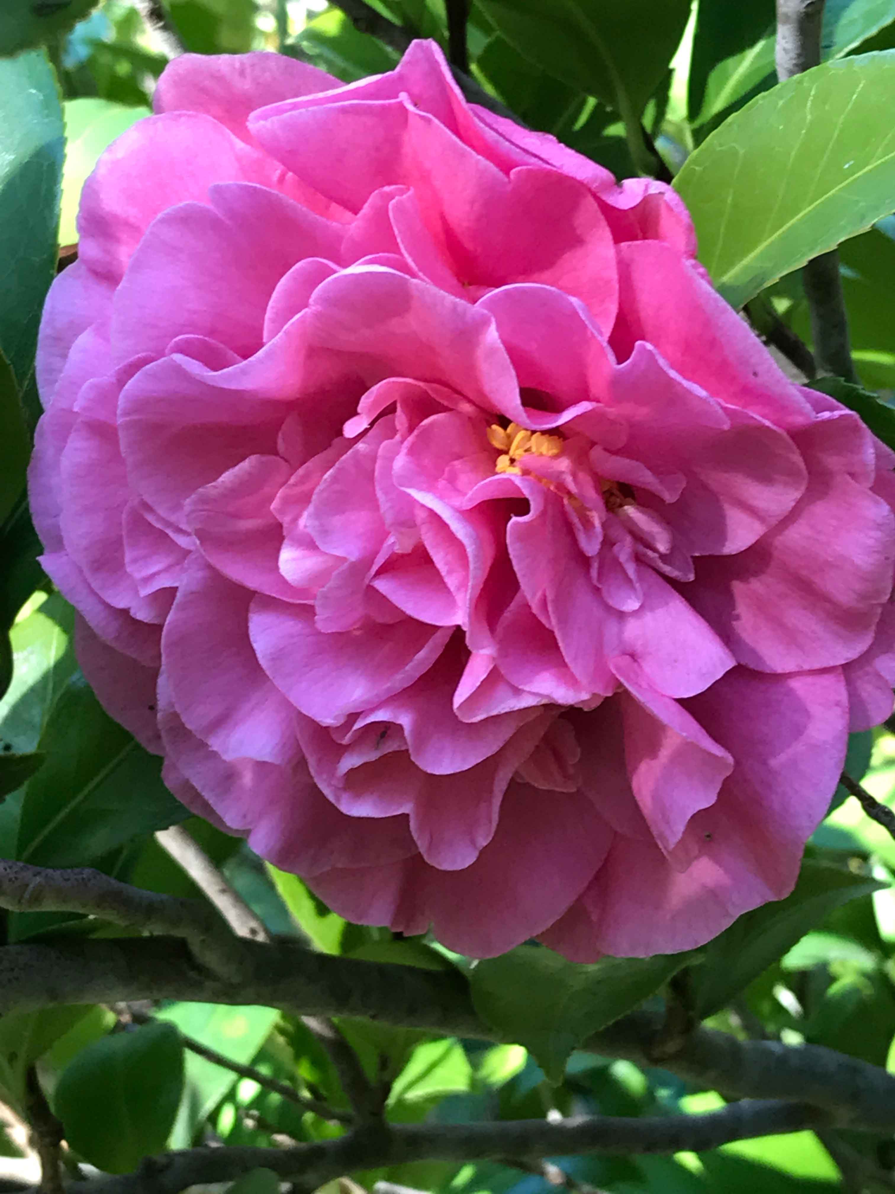 Camelias - Vergelegen Wine Estate